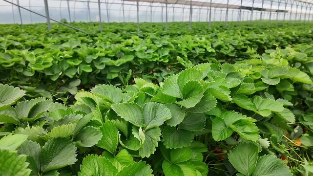 View down long greenhouse rows packed with strawberry plants, layered green foliage, small red berries, repeating metal supports, and translucent roof panels under bright daylight