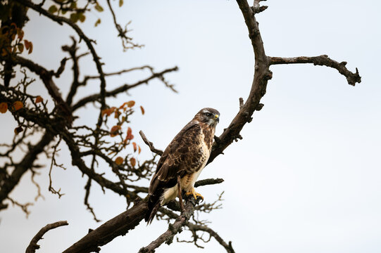 M&auml;usebussard sitzt in der Krone eines alten Baumes und h&auml;lt Ausschau nach Beute von seinem Ansitz aus
