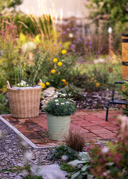 Charming backyard garden patio with white daisy flowers in a zinc pot and a wicker basket on brick pavement