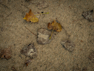 Top down view of dry fallen autumn leaves scattered on a rustic dirt and gravel trail path surface © Donald