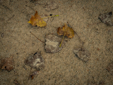 Top down view of dry fallen autumn leaves scattered on a rustic dirt and gravel trail path surface