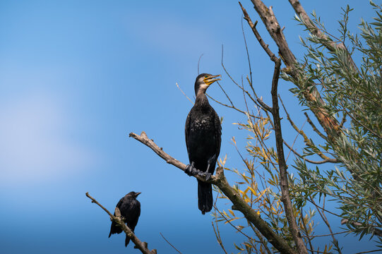 Kormoran sitzt auf einem abgestorbenen Ast mit einer Kr&auml;he im Hintergrund vor blauem Himmel