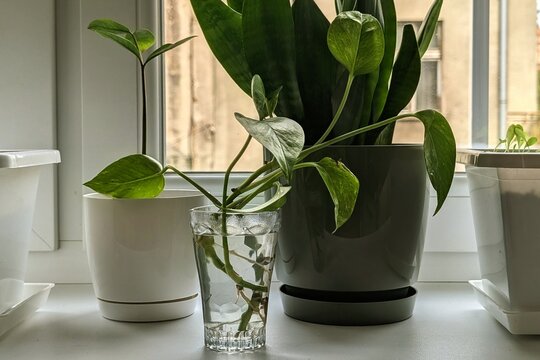 Close up of houseplant cuttings propagating in glass cup of water on windowsill alongside sansevieria and zamioculcas potted plants, illustrating home gardening, plant propagation, and urban jungle.