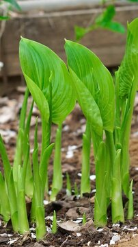 Vertical video of young green hosta sprouts and rolled leaves growing from garden soil in spring.