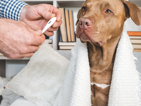 Man takes a Pit Bull's temperature using a digital thermometer. Sick dog wrapped in a blanket on the sofa. Veterinary assistance at home. Responsible pet ownership. Ideal for veterinary content
