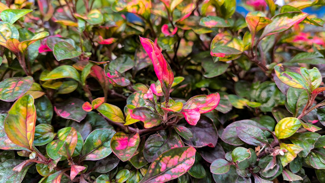 Alternanthera Ficoidea Pink Green Foliage