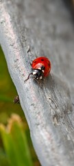 ladybird on a leaf © Laurence