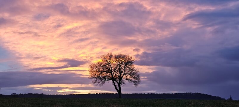 sunset in the forest