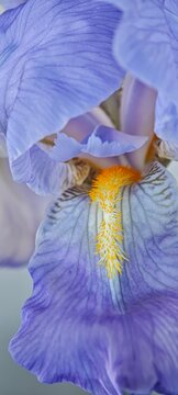 blue iris flower