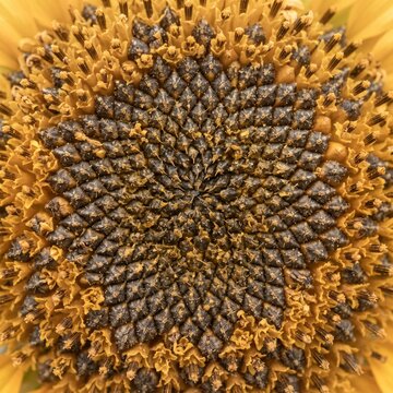 Extreme macro photography of dense golden sunflower seed head in natural fibonacci spiral geometry