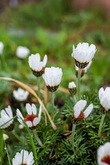 Beautiful White Alpine Daisies Blooming in Green Grass Meadow with Delicate Petals in Spring Garden © Ali