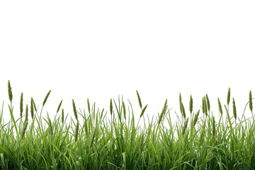 Fototapeta premium Dense fresh green grass border presented as a realistic studio cutout