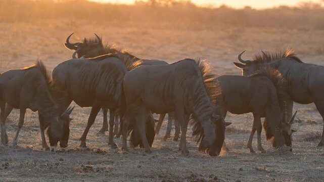 Herd of wildebeest in golden sunset light in the dust of the Kalahari