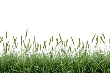 Fototapeta premium Tall meadow grass border isolated on transparent background