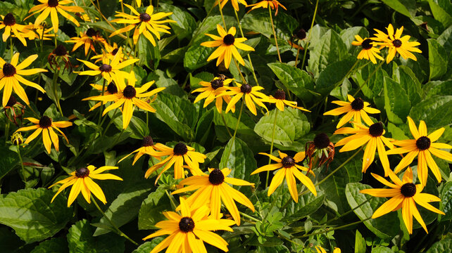 A beautiful field of blooming yellow Rudbeckia fulgida flowers, known in folk tradition as Goldsturm or Brown‑eyed Susan.