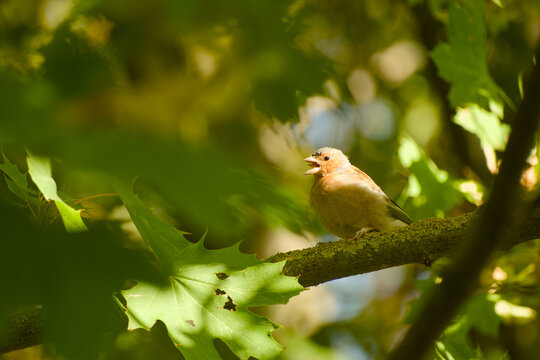 Male common chaffinch perched on a moss-covered tree branch among green leaves, calling with its beak open