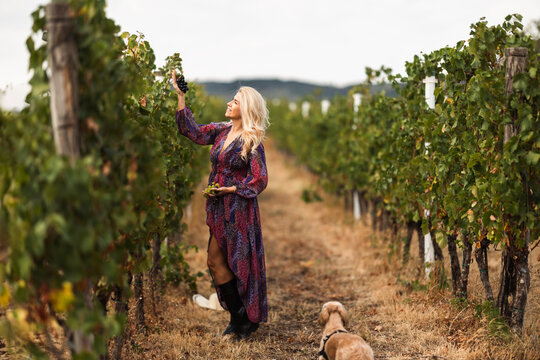 Woman picking grapes in vineyard with dog on sunny day