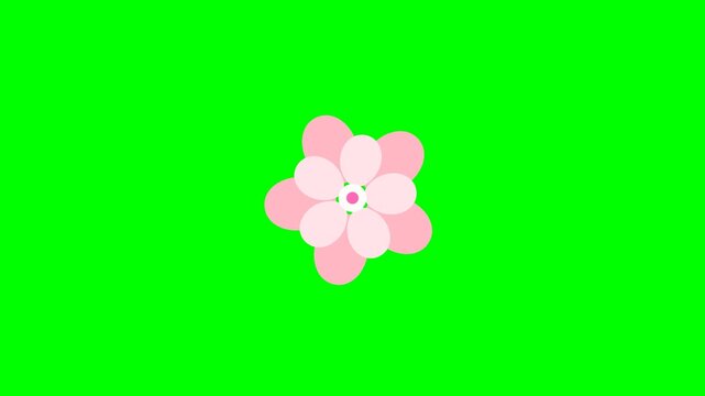 Professional 4K animated rotating simple layered paper cutout sakura cherry blossom featuring symmetrical soft pink botanical flat petals with a delicate cream pistil isolated on pure chroma key green