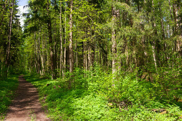 Obraz premium Sunlight pierces through lush green canopy along a charming dirt trail winding deep into an enchanted spring woodland wilderness