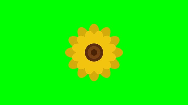 Professional 4K animated simple layered paper cutout sunflower featuring symmetrical overlapping botanical flat petals with a textured center seed disk isolated on pure chroma key green screen backgro