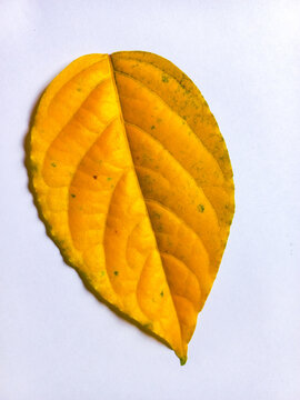 Single bright yellow leaf isolated on white background. Golden ovate leaf with curved midrib and green speckles, top view close-up.
