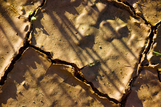 Parched cracked clay earth texture with deep fissures and small sprouts illuminated by soft golden sunset light creating long artistic shadows across the dried muddy ground surface