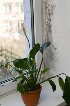 Dangerous fungus spreads across window slope near green houseplant. Peace lily suffers from high humidity and moisture in room. Dirty mold requires professional cleaning service. window mold. vertical