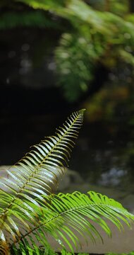 Wet Green Fern Fronds in a Dark Forest Close-Up