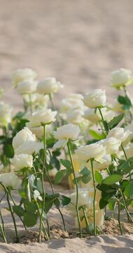 White Roses Planted in Sandy Beach Ground Close-Up