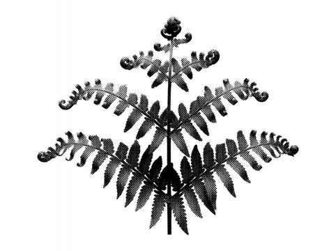 Black and white artistic silhouette of a fern leaf isolated on white background.