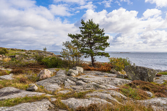 Felsen und Baum an der K&uuml;ste der Insel Dons&ouml; nahe G&ouml;teborg, Schweden