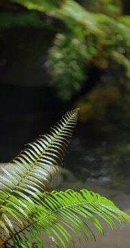 Green Fern Fronds with Water Droplets Close-Up