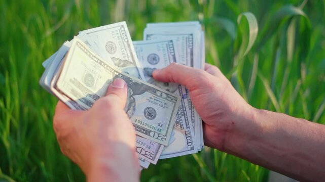 Hands counting dollar cash money in green wheat field. Farmer holds stack of banknotes over crop plants. Confident farmer counts paper currency outdoors. Money and agriculture profit concept.