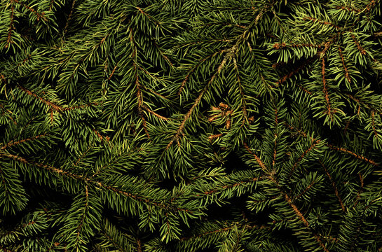 Dense dark green spruce branches texture background with pine needles and small cones