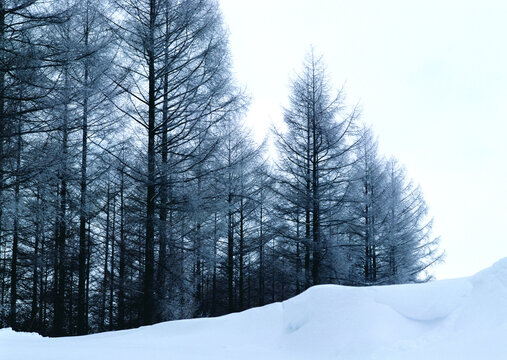 Snow covered larch forest on a snowy hillside in a minimal winter landscape