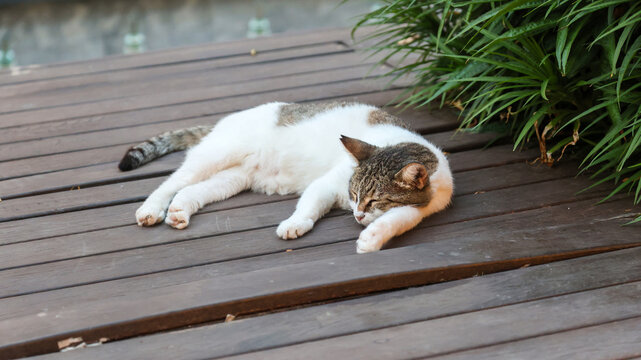 Cat lounging comfortably wooden floor sleeping peacefully, relaxed feline resting hardwood surface, cozy home interior, pet lifestyle.