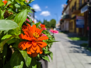 Cynia wytworna (*Zinnia elegans*) o czerwonych kwiatach kwitnie w betonowej donicy przy miejskiej ulicy w słoneczny letni dzień. Roślina wyróżnia się intensywną czerwienią kwiatów. © Grzegorz