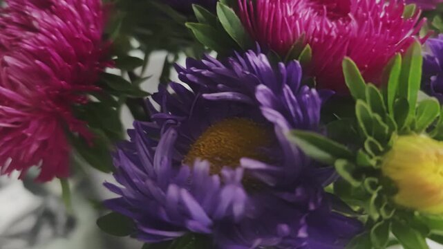Colorful arrangement of pink and purple aster flowers slowly rotating. Detailed closeup showing the vibrant petals, yellow centers and green leaves
