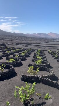 Panoramic view of the Malvas&iacute;a vineyards in La Geria, Lanzarote, Canary Islands, Spain. It showcases the island's unique volcanic viticulture, where Malvas&iacute;a vines grow in ash-covered pits.