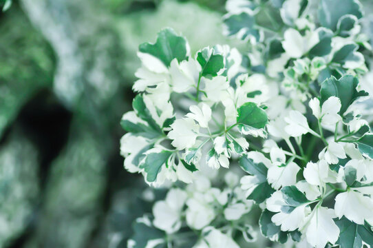 Ming Aralia, Polyscias sp or ARALIACEAE or  Celere leaved panax or Garudas claws or Polyscias guilfoylei or Quinquefolia or white and green leaf
