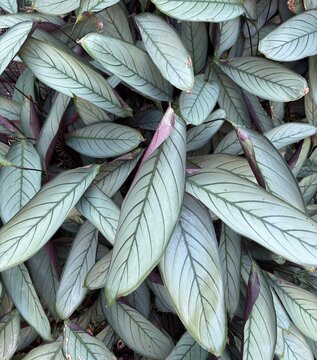 Ctenanthe setosa &lsquo;Grey Star&rsquo; palnt wij silver patterned foliage and purple undersides 