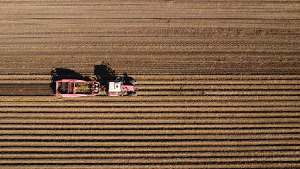 Red Tractor Pulling Potato Harvester Machine in Agricultural Field © Andrey