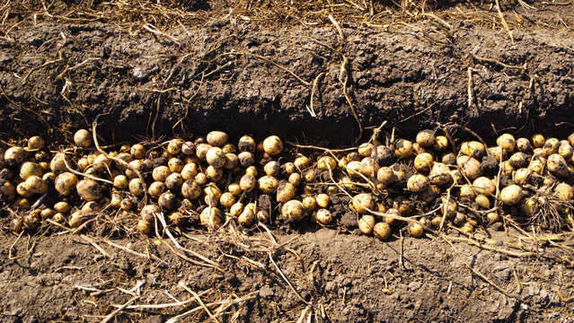 Freshly Harvested Potatoes Lying in Windrow Field Furrow
