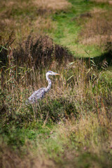 Fototapeta premium great blue heron