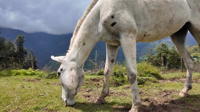 White Mule Grazing Peacefully on Green Mountain Meadow Under Cloudy Hills