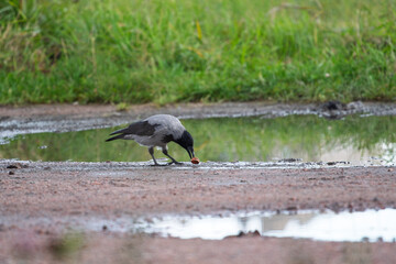 Obraz premium Hooded crow Corvus cornix walks in a mud water puddle looking for food on a grass background. Side view photo of a grey wild bird foraging and hunting for prey in a city park lawn, urban wildlife. 