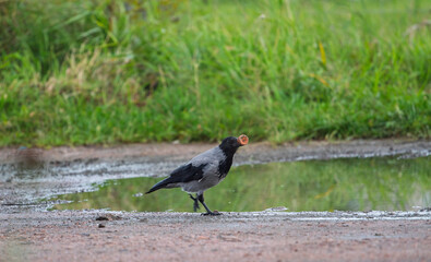 Obraz premium Hooded crow Corvus cornix walks in a mud water puddle looking for food on a grass background. Side view photo of a grey wild bird foraging and hunting for prey in a city park lawn, urban wildlife. 