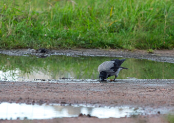 Obraz premium Hooded crow Corvus cornix walks in a mud water puddle looking for food on a grass background. Side view photo of a grey wild bird foraging and hunting for prey in a city park lawn, urban wildlife. 
