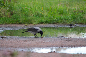 Obraz premium Hooded crow Corvus cornix walks in a mud water puddle looking for food on a grass background. Side view photo of a grey wild bird foraging and hunting for prey in a city park lawn, urban wildlife. 