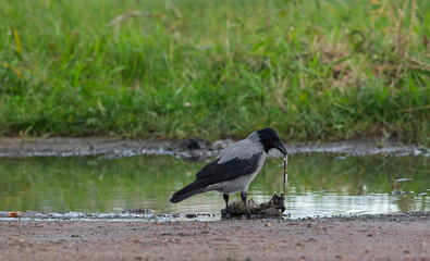 Obraz premium Hooded crow Corvus cornix walks in a mud water puddle looking for food on a grass background. Side view photo of a grey wild bird foraging and hunting for prey in a city park lawn, urban wildlife. 